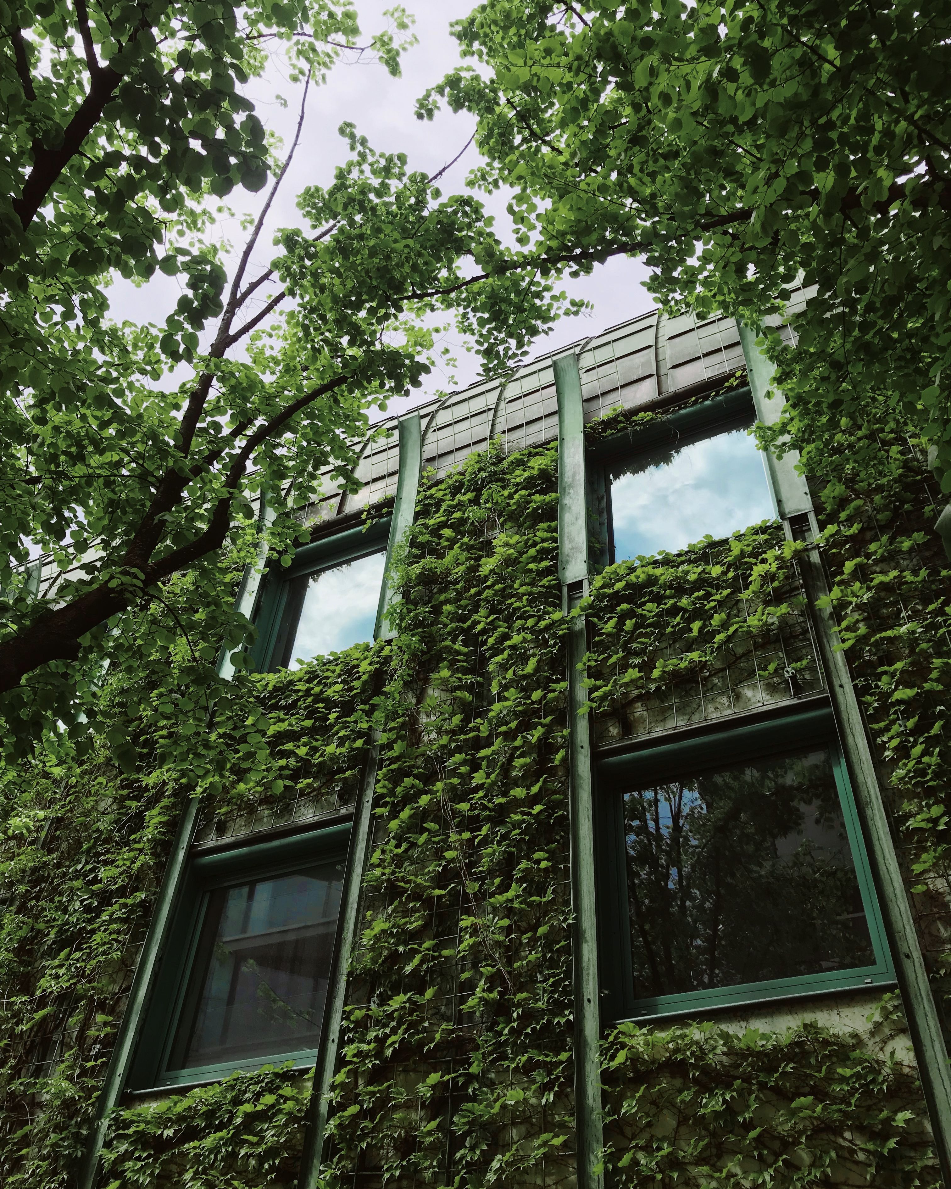 Gebouw met begroeide groene gevel, klimplanten en donkergroene kozijnen.